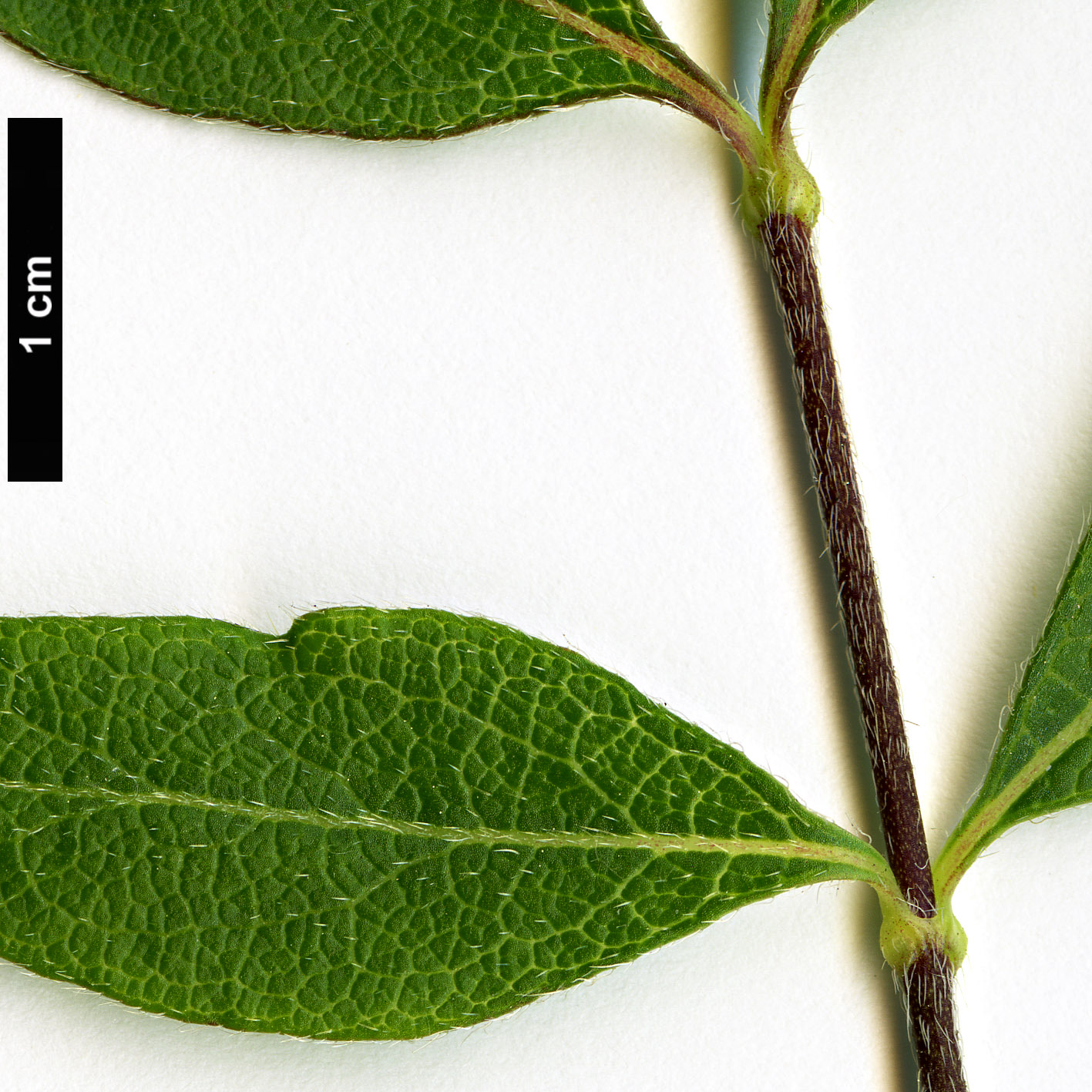 High resolution image: Family: Caprifoliaceae - Genus: Zabelia - Taxon: triflora